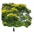 Árbol Ibirapita Sombra !!!