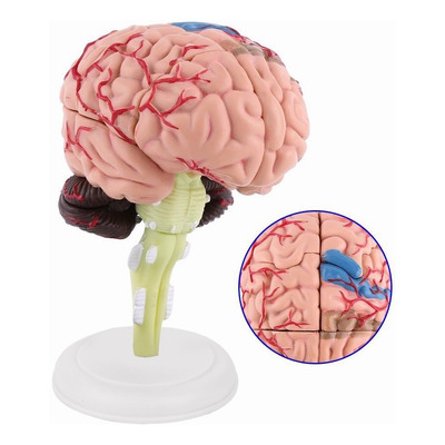 Modelo De Cerebro Humano Desmontado Para Anatomía Enseña