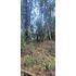 Venta Parcela Villarrica Altos De Pino Huacho (173215)