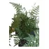 Plantas Helecho Calaguala Orgánico -