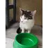 Gato En Adopción Urgente Aprox 4 Meses