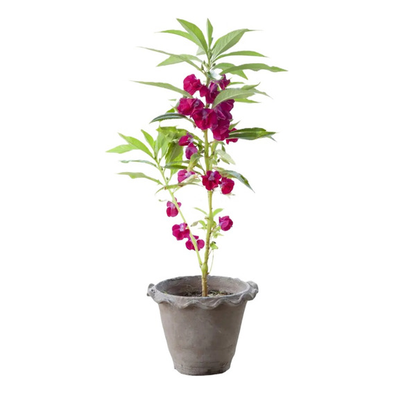 Sobre Para Sembrar 15 Plantas Balsamina Camelia Flor Doble