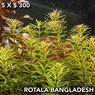 Rotala Mexicana Bangladesh Planta Natural Acuario Plantado.