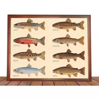 Cuadro Decorativo Poster Pesca De Trucha Con Mosca