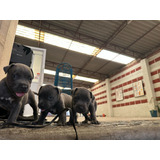 Cachorros Pitbull Blue