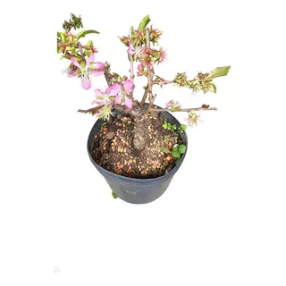 Bonsai De Sakura Anã Cerejeira Japonesa Fotos Reais 