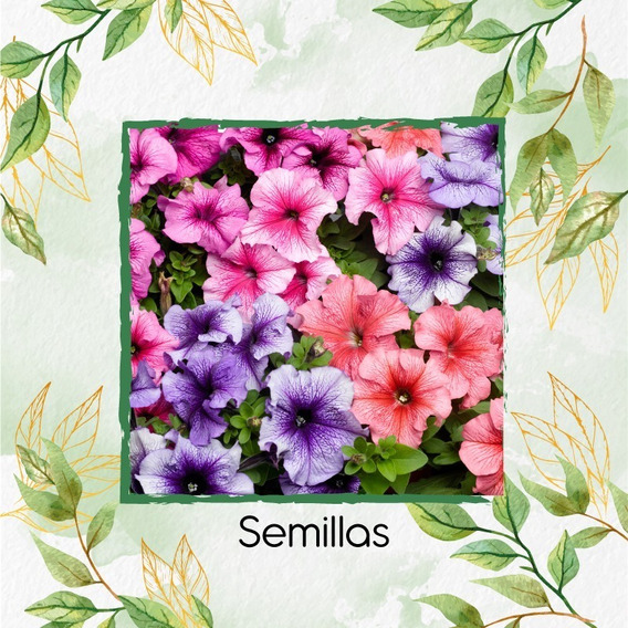 50 Semillas Flor Petunia Mezcla + Obsequio Germinación