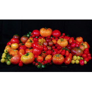 Mix  De Sementes De Tomates Superiores Do Iac