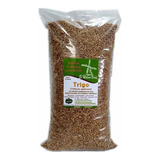 Semilla Trigo Natural 2kg 