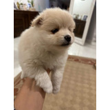 Cachorros Pomeranian Hembra Y Macho 