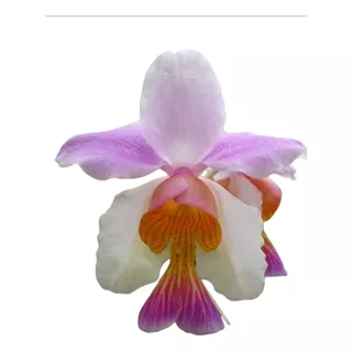 Orquídea Vanda Tere Adulta Más Dendrobium De Regalo 