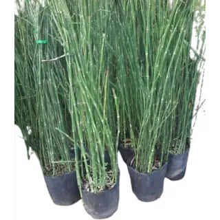 Equisetum Cola De Caballo Envase De 4 Litros