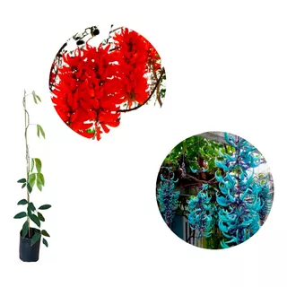 Kit 4 Mudas De Jade 2 Vermelha + 2 Azul Exótica Para Florir