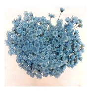 Sempre Florzinha Viva Azul Bebê Flores Desidratadas