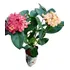 Plantínes Hortensia Japonesa Ixoria