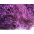 Coral Vivo Blando - Acuario Marino Reef - Anthelia