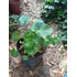 Centella Asiática Planta (gotu Kola)