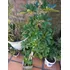 Planta Schiflera Lisa Grande 1,60 Mts. Aprox