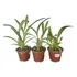 Orquidea Oncidium Adulta Sin Flor