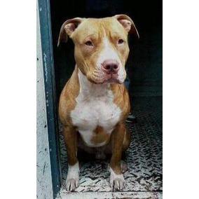american rednose pitbulls american rednose pitbulls