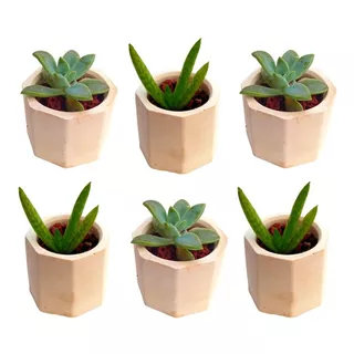 6 Macetas De Concreto Para Cactus Y Suculentas Minimalistas 