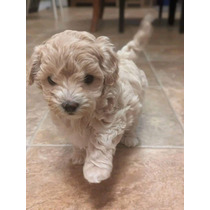 Maltipoo (cachorros Poodle Maltes )