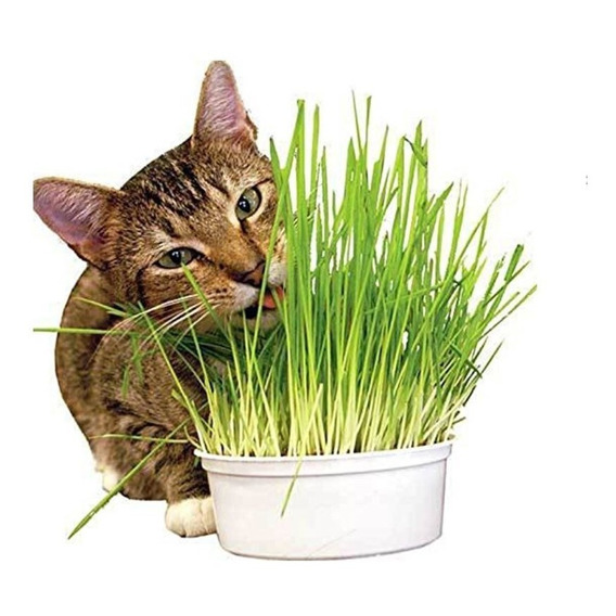 Semillas Pasto De Trigo Para Gatos 300 Gramos/boxcatchile