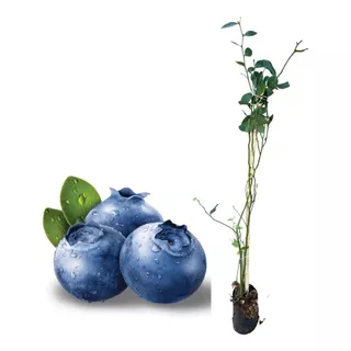 Kit Com 3 Mudas De Mirtilo Blueberry - Para Produzir