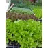 Huerta Orgánica Cajón 28 Plantines De Estación Ó Aromáticas