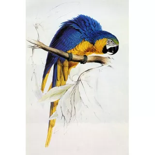 Linda Arara Azul E Amarela Galho De Lear Em Tela 51cm X 34cm