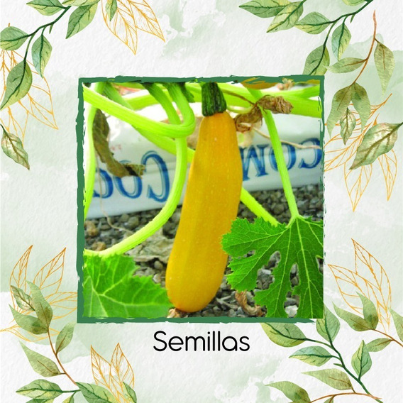 8 Semillas Orgánicas De Zucchini Amarillo