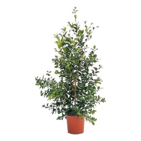 Planta Eugenia - Ideal Jardines Cercos Colores