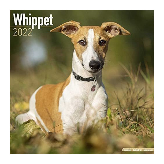 Libro: Whippet Calendar Dog Breed Calendars Calendarios De