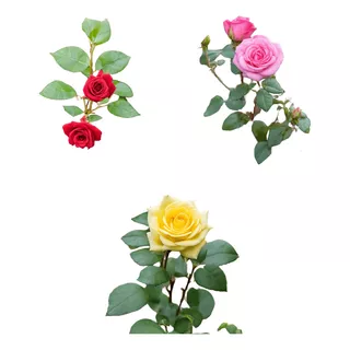Kit De 9 Mudas De Roseira Com 3 Rosa, 3 Amarela E 3 Vermelha