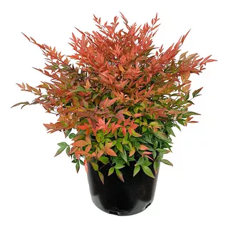 Nandina Arbusto Ornamental