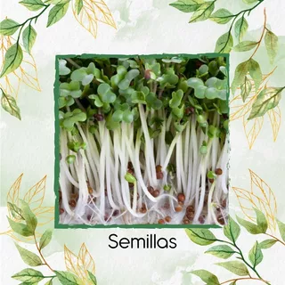 7.500 Semillas Orgánicas De Brócoli Waltham Para Germinados