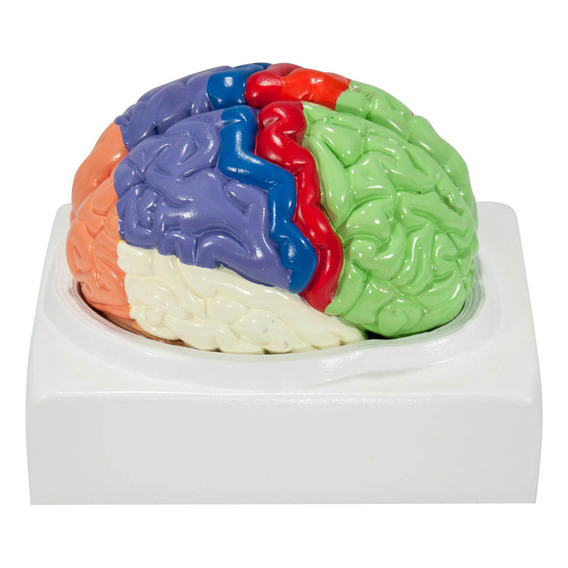 Anatomía Del Modelo Del Cerebro Humano Con Regiones Coloread