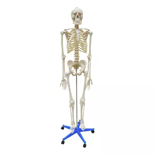 Esqueleto Humano Em Resina De 1,70 M Articulado Com Rodas
