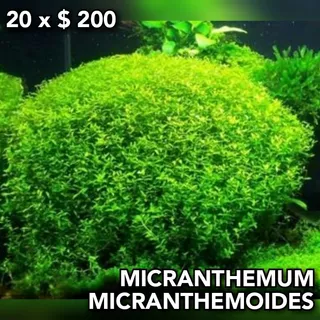 Micranthemum Micranthemoides Planta Natural Acuario Plantado