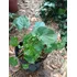 Centella Asiática Planta (gotu Kola)