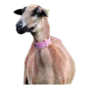 Collar Identificadora 10 Pzas  Para Cuello Cabras Y Borregos