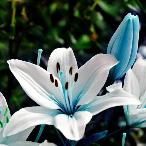 Semillas De Lirio Azul - 100 Semillas Para Bonsái Y Jardín | MercadoLibre