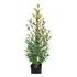 Planta Eugenia De Exterior