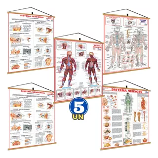 5 Banner Mapa Corpo Humano Sistemas: Muscular, Respiratório, Nervoso, Esquelético E Sensorial Banner Pendurar