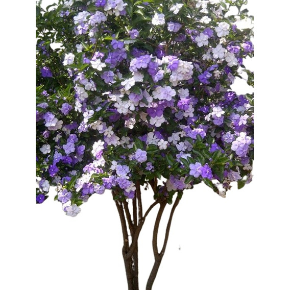 Brunfelsia Planta Arbusto Jazmin Panchita Flor Morada Blanca