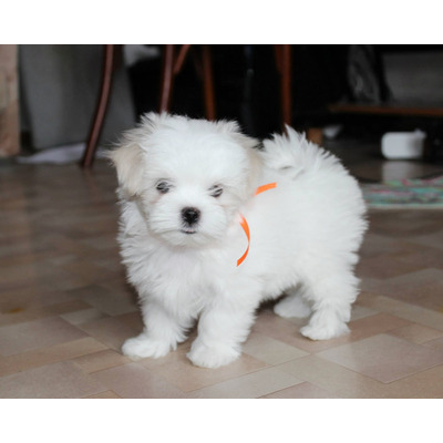 Cachorros Bichon Maltes Raza Pequeña Para Departamento