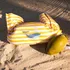 Flotador Para Pileta Chaleco Swim Essentials Paddle Swim - 15-30kg-ballena Yellow