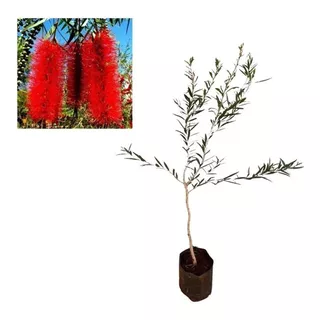 Muda De Callistemon - Escova De Garrafa 