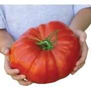Tomate Gigante Beefsteak - 20 Sementes Para Mudas Heirloom