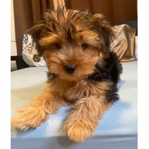 Yorkshire Terrier 